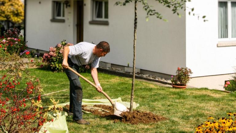 Planter un arbre